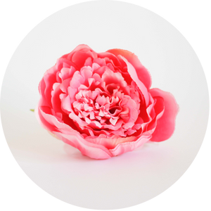Hortensia rosa