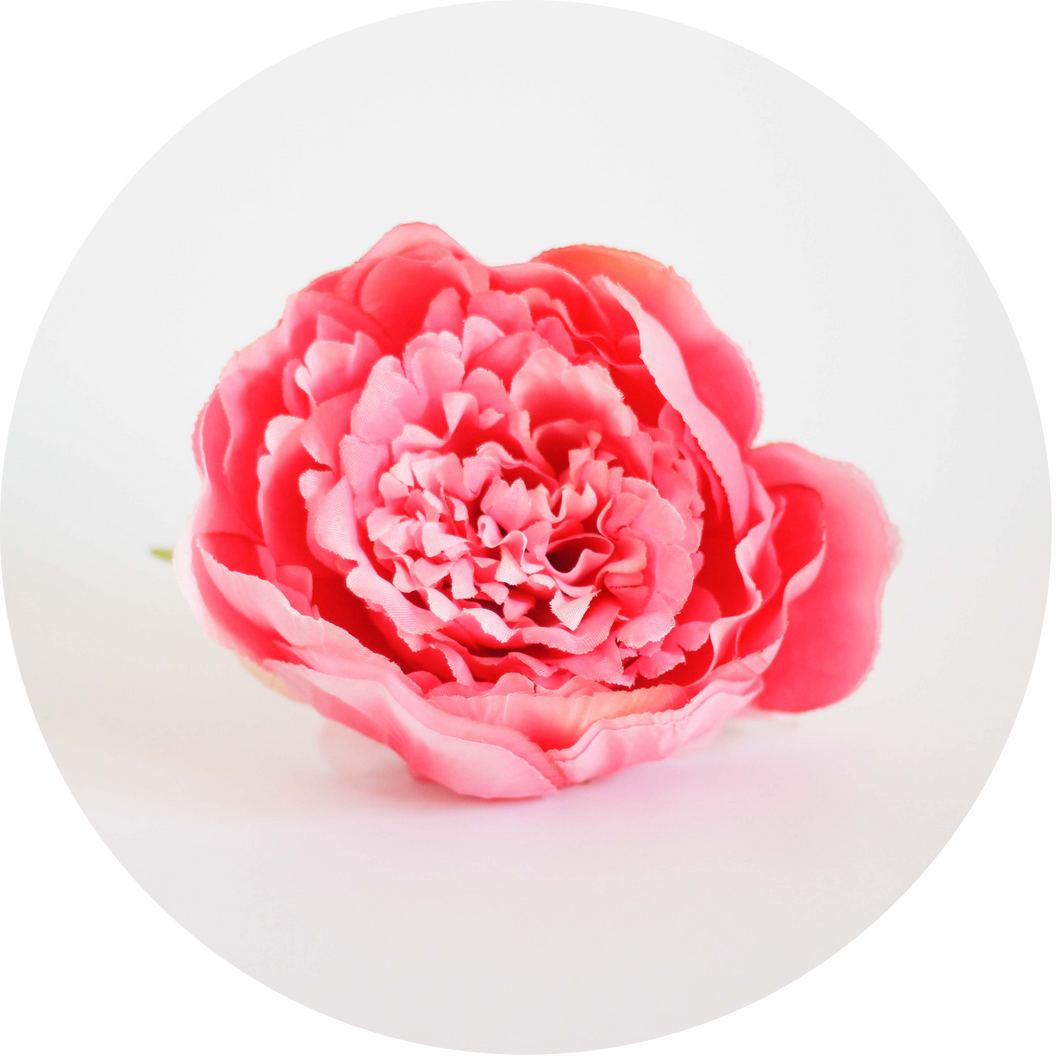Hortensia rosa