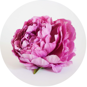 Peonia Rosa