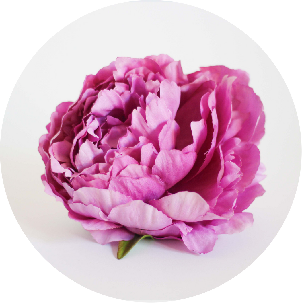 Peonia Rosa
