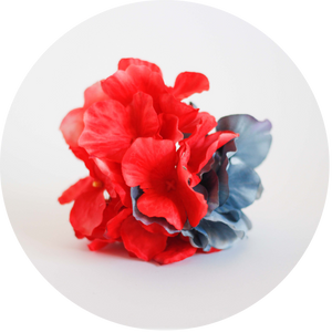 Hortensia roja y azul
