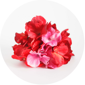 Hortensia roja y rosa