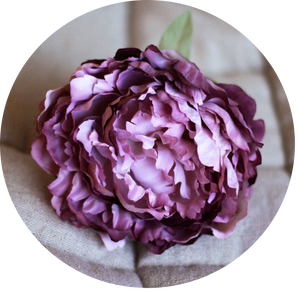 Peonia rosa empolvada