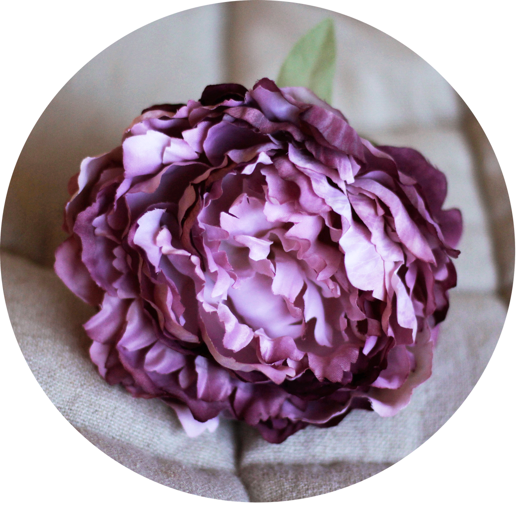 Peonia rosa empolvada