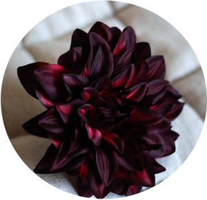 Dalia granate oscuro.