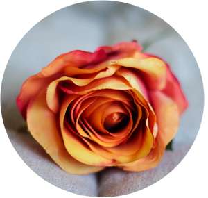 Rosa Naranja y salmón degradada