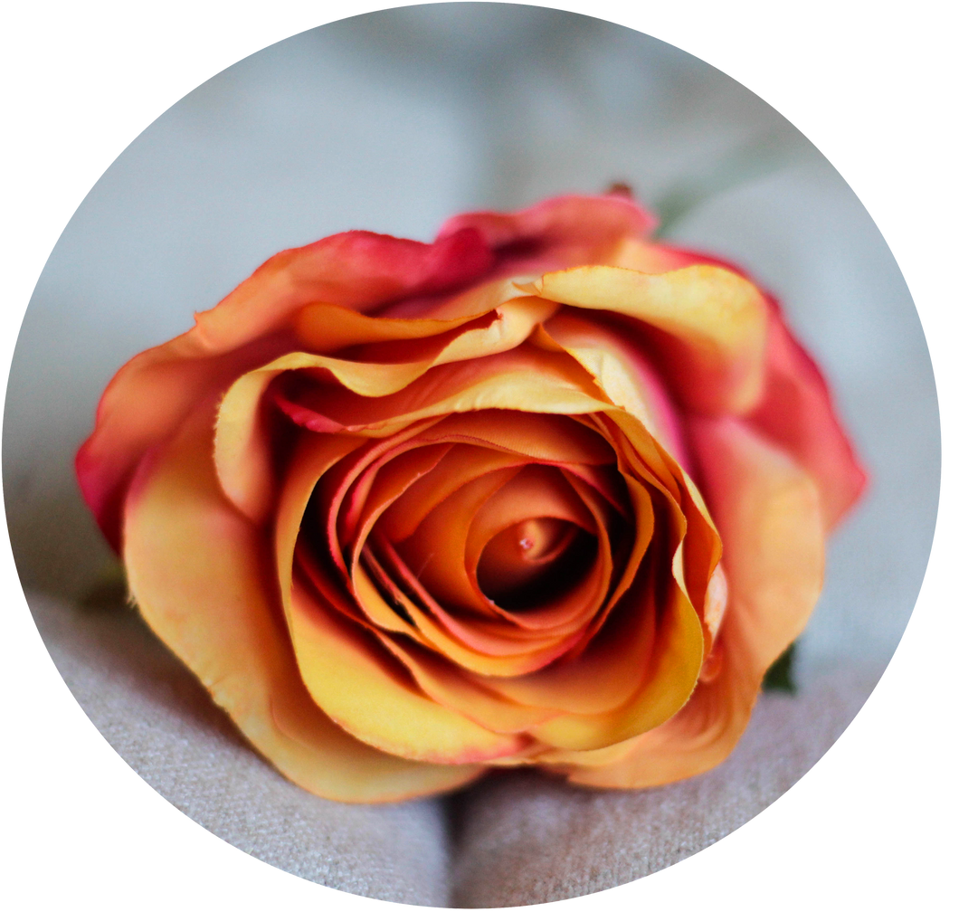 Rosa Naranja y salmón degradada