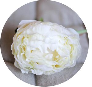 Peonia blanca