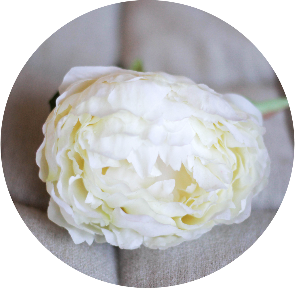 Peonia blanca