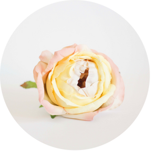 Peonia Amarilla Pastel