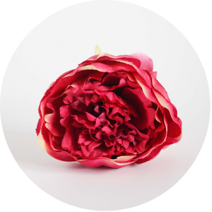 Peonia Rosa