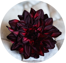 Load image into Gallery viewer, Dalia granate oscuro.