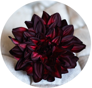 Dalia granate oscuro.