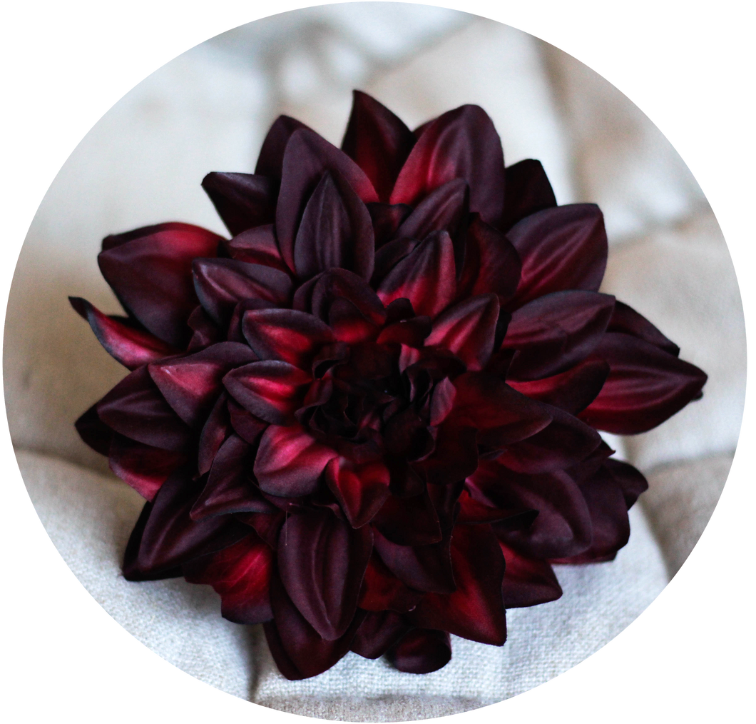 Dalia granate oscuro.