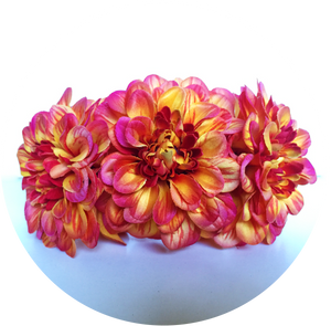 Zinia naranja degradado