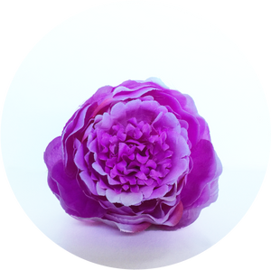 Peonia Fucsia