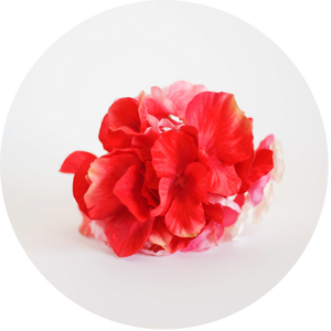 Hortensia roja y rosa bebe