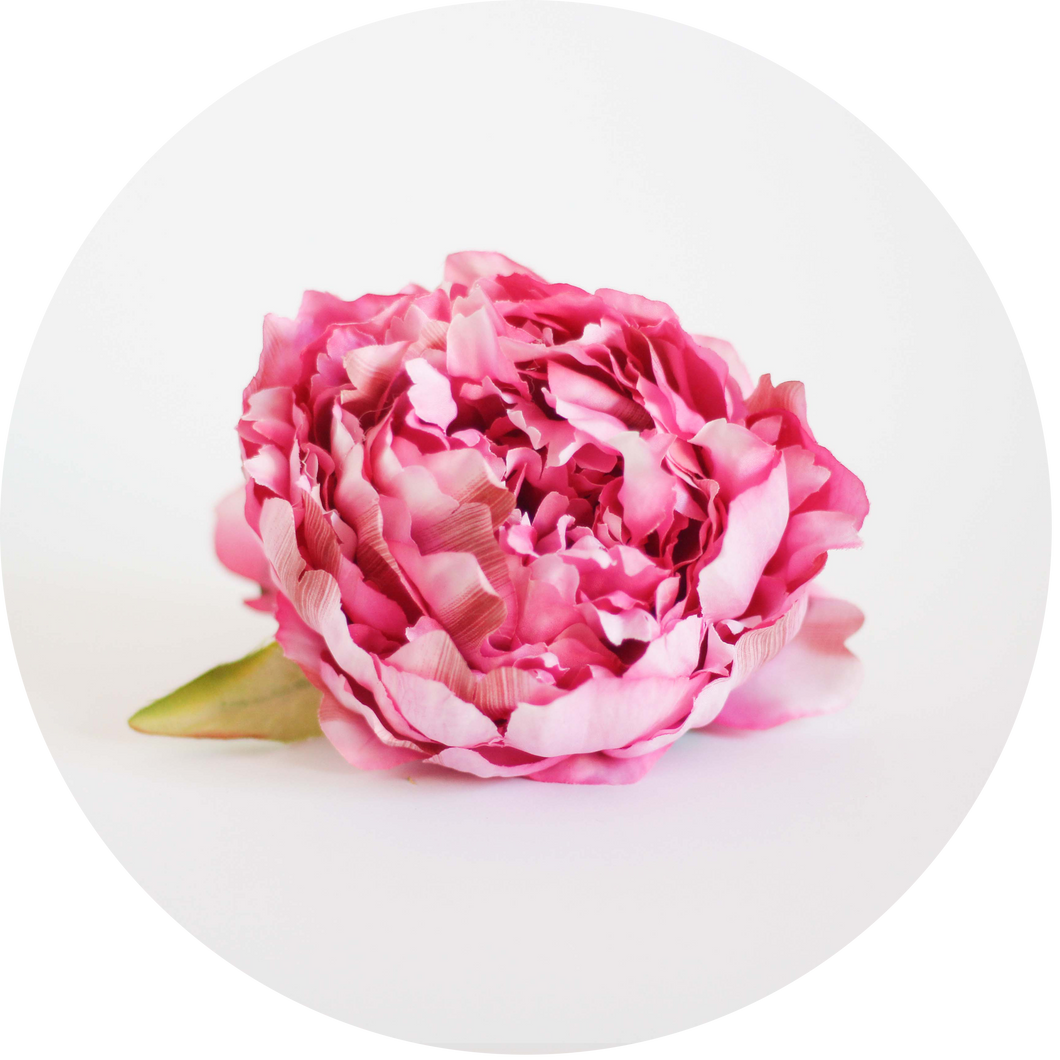Peonia rosa